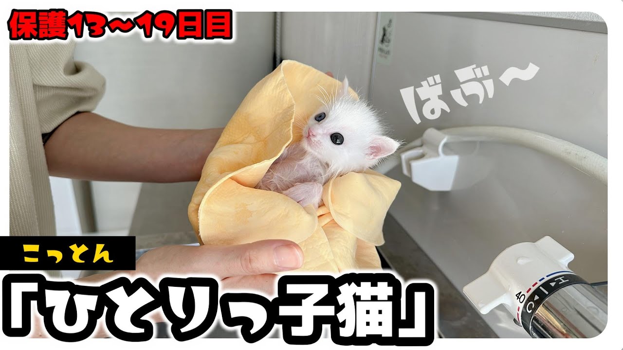 「ばぶ～」感たっぷりな子猫。てちてち歩きがかわいすぎる 人のあとをついてくる姿が「おぉおお」ってなるよ ひとりっ子猫「こっとん」【保護猫生活】【まとめ動画その4】