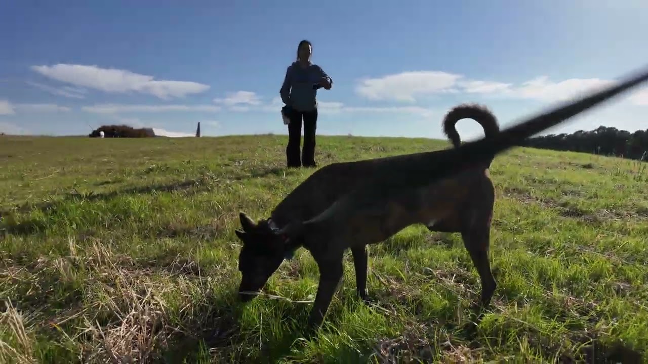 Heartwarming City Walk with My Hound-Like Chinese Rural Dog