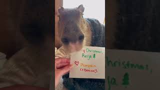 Christmas Cards Are Better When They’re Edible
