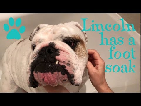 will apoquel hurt humans