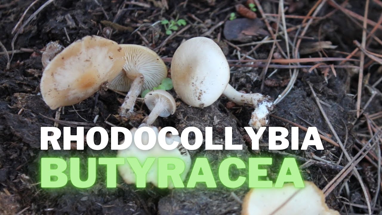 Rhodocollybia butyracea | Seta MUY COMUN