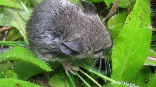 Petting a Wild Mouse so Cute
