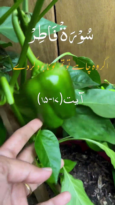 Surah Fatir Quran Urdu Translation #quran #ytshorts