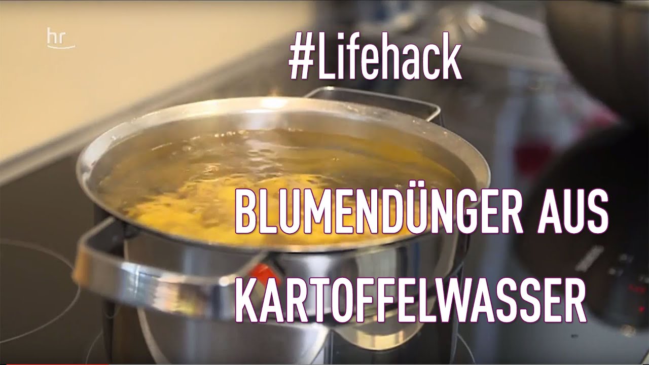 Lifehack: Blumendnger aus Kartoffelwasser