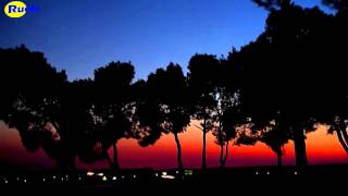 anochecer yuncos en el pinar