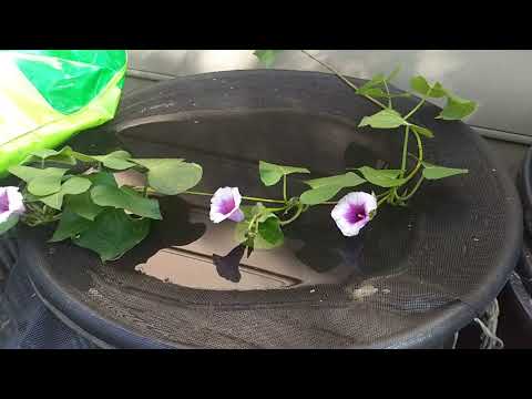 Overwinter Your Sweet Potato Slips