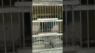 seperti burung mistis tapi bukan ! banyak di buru masteran burung Awar Awar 100k wa 0812-1542-1012