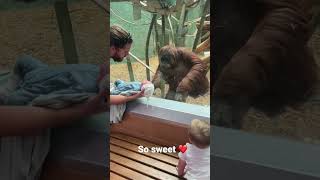 The orangutan wanted to see my baby!