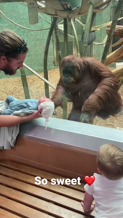 The orangutan wanted to see my baby!￼