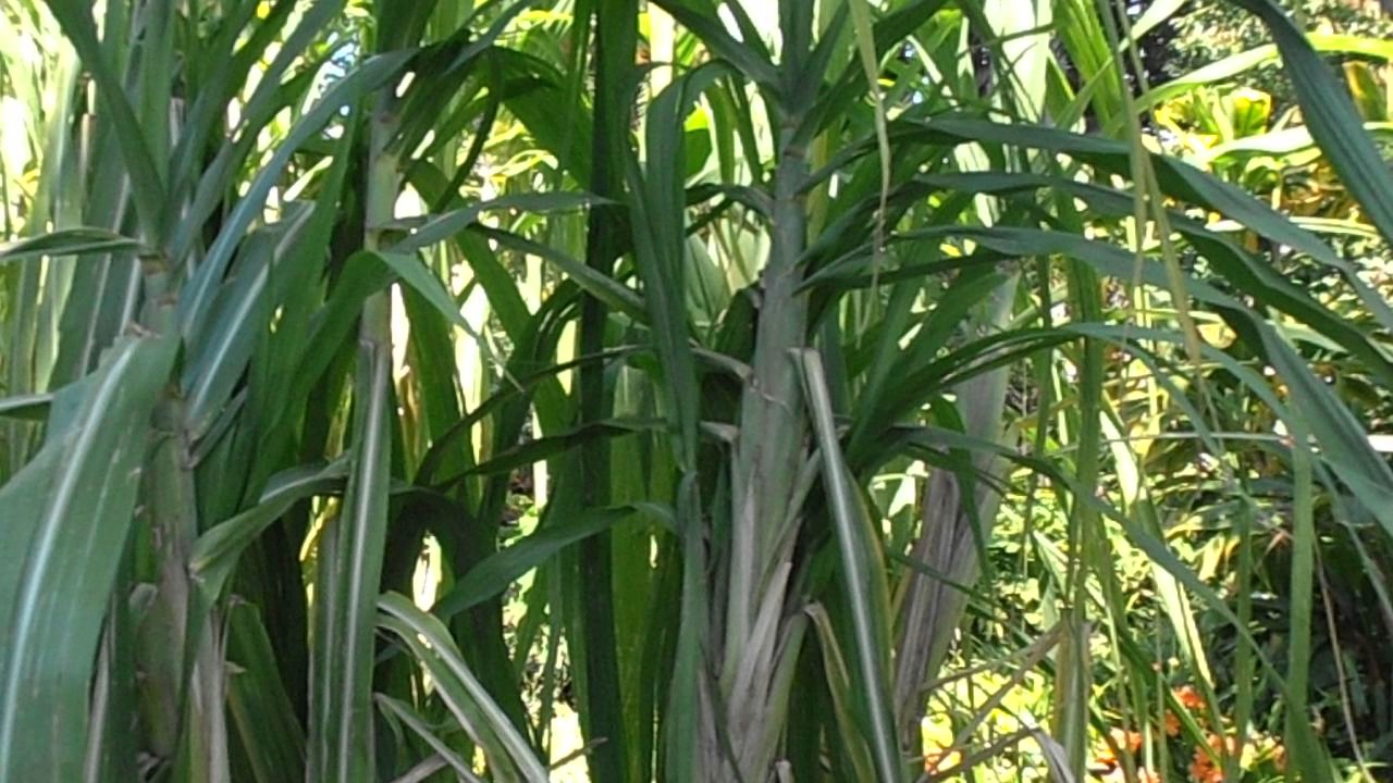 Semillas De Caña De Azúcar Saccharum Officinarum - Pack De 300 Semillas, Para Jardín, Macetas, Decoración
