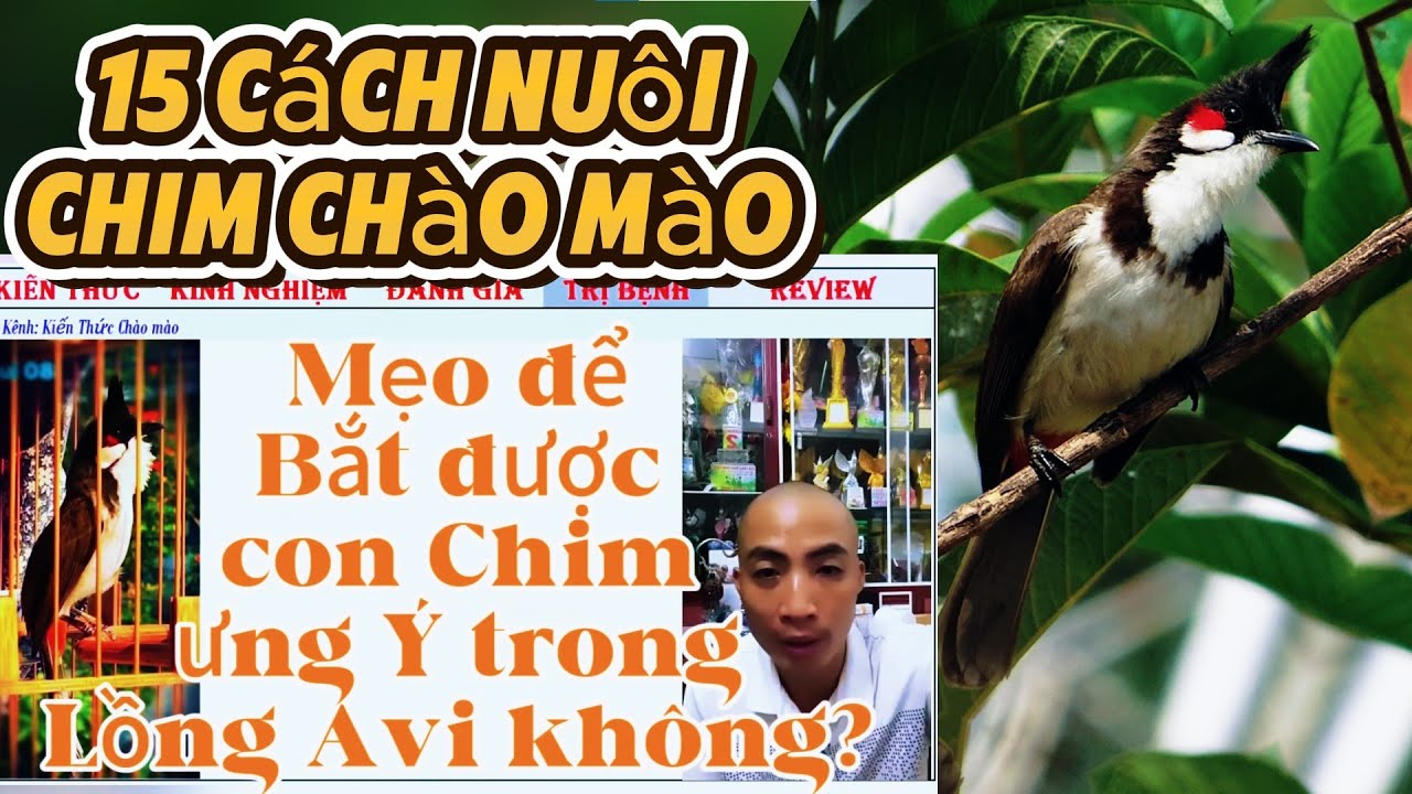 Cách nuôi Chim Chào mào với Mẹo Chọn Chim Trong Avi đơn giản