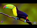 9 Hours of Relaxing Classical Music and Stunning Birds 4K