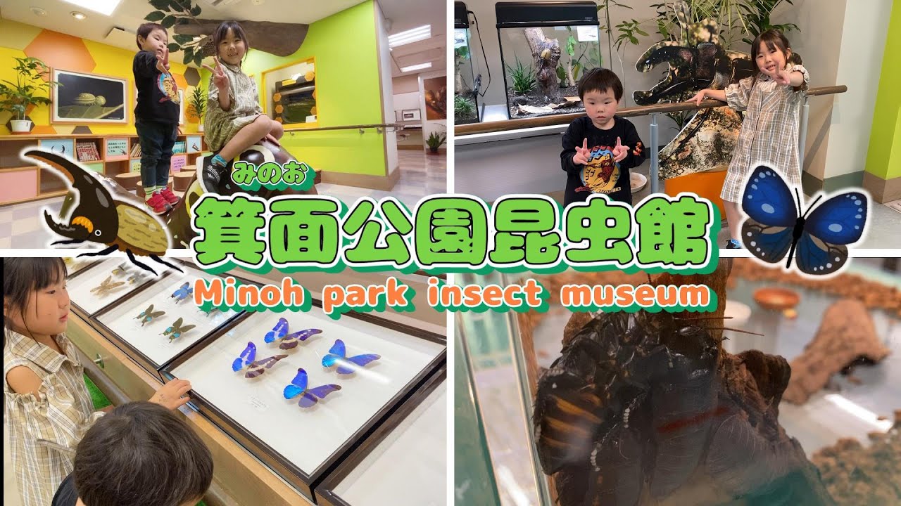【昆虫館】箕面公園昆虫館に行って世界の昆虫を見てみよう🎵