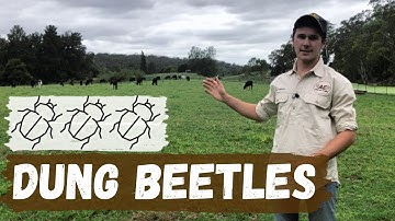 The Benefit of Dung Beetles