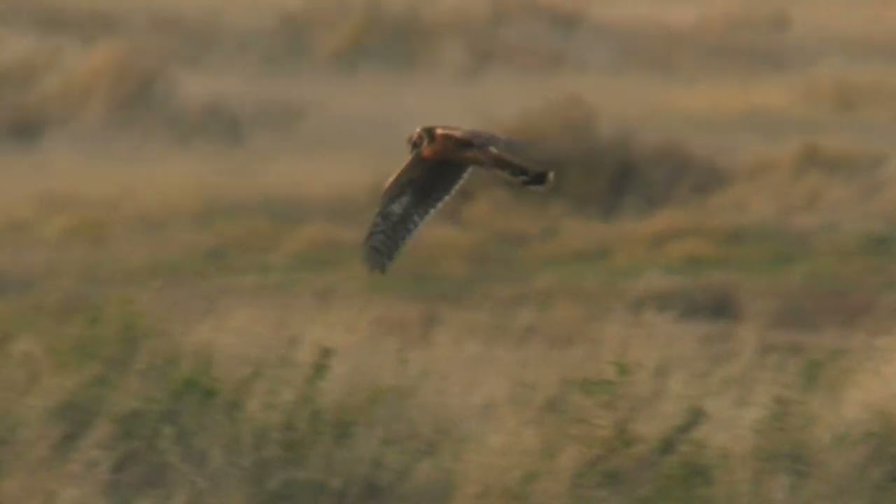Pallid Harrier Warham Green Norfolk