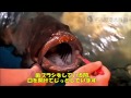 【名古屋港水族館】クエのはみがき