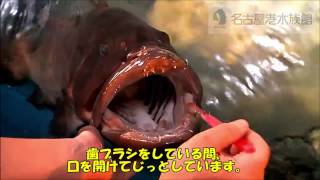 魚が飼育員に歯磨きを催促 シャチのリン 歯磨きprモデルは譲らないわよ 魚が飼育員に歯磨きを催促 シャチのリン 歯磨きprモデルは譲らないわよ