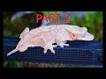 7 Lies You Have Been Told About Crested Geckos Part 2