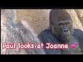 Gorilla, How will Paul react to Joanne’s fierce love attack?❤️😄 恋する乙女ジョアンの猛烈アタック、ポールの反応は？