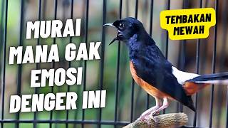 MURAI BATU GACOR FULL ISIAN TEMBAKAN KASAR MEWAH SANGAT AMPUH MELATIH MURAI BATU BONGKAR ISIAN