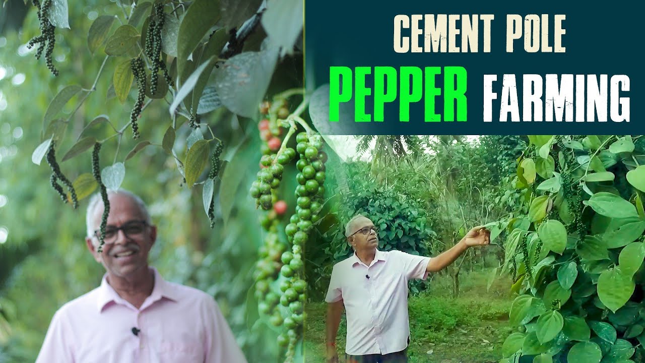Cement pole Pepper farming Black pepper farming • Guys on wheels