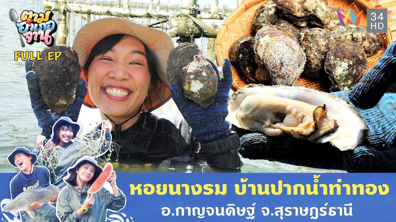 หอยนางรม บ้านปากน้ำท่าทอง อ.กาญจนดิษฐ์ จ.สุราษฎร์ธานี | ตามอำเภอจาน | 3 มิ.ย. 68 Full EP