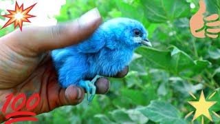 OMG||Finding Color Chicks in field|Beautiful Color Hen Chicks