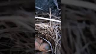 Zorzalitos con el nido al lado de una bomba centrifuga