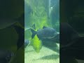 Peces amazónicos