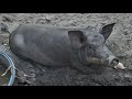 My Native pig