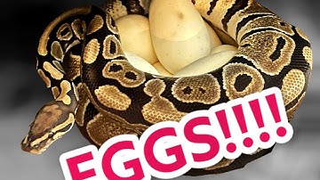 Our very first clutch of Ball Python eggs!!!!