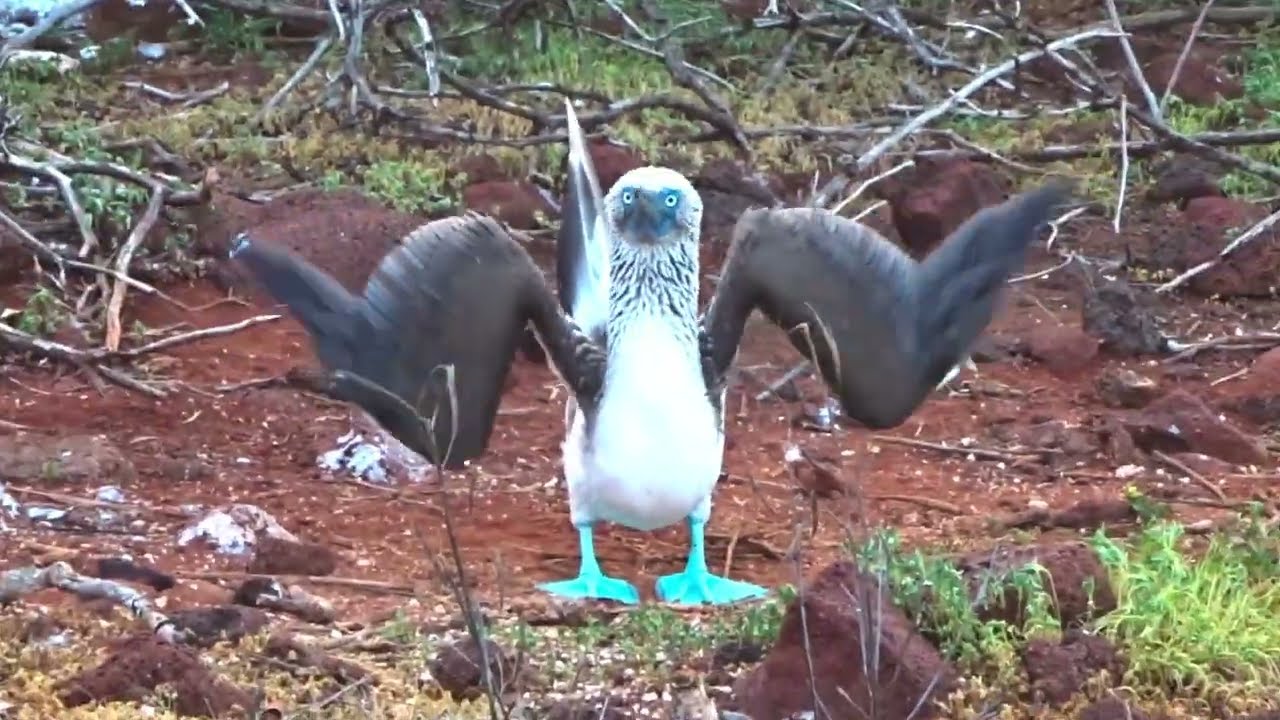 Dancing Blue-footed Boobies of North Seymour, Galapagos, Ecuador
