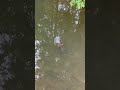 Snapping turtle and big bass #wildlife