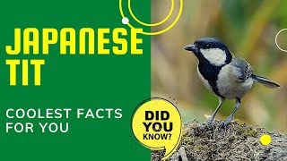 Japanese Tit facts | Oriental Tit