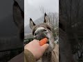 fedd 🥕carrot