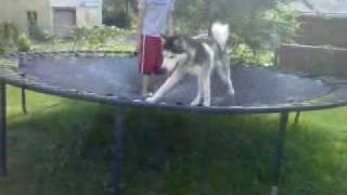 dakota on the trampoline screenshot 4