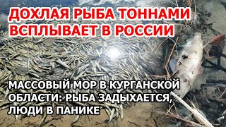 Дохлая рыба всплывает тоннами в России. Массовый мор рыбы в Курганской области. Что случилось?