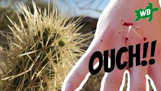 ATTACKED by a JUMPING Cholla Cactus!!