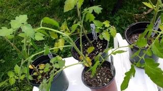 Free Homegrown Tomatoes for Life - Cloning From Cuttings Experiment - Propagating Tomatoes