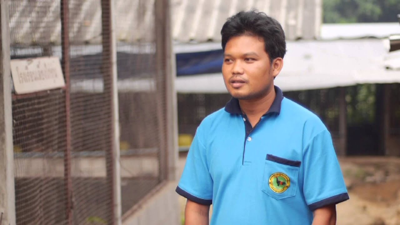 ไก่ประดู่หางดำเชียงใหม่ ตอนที่2