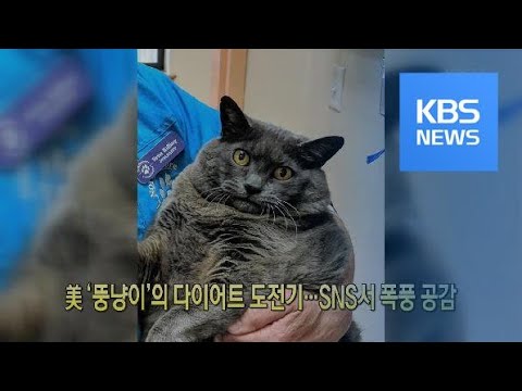 [클릭@지구촌] 美 ‘뚱냥이’의 다이어트 도전기…SNS서 폭풍 공감 / KBS뉴스(News)