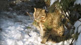 Дальневосточный котик вышел на солнышко поиграть с веточкой и прогуляться 03.02.2023