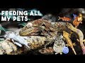 DAILY ROUTINE - FEEDING ALL MY PETS 🦎🐠 🐹