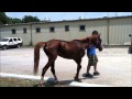 The Most Amazing Horse Starvation Rescue you May ever see
