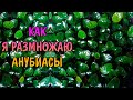 КАК Я РАЗМНОЖАЮ АНУБИАСЫ