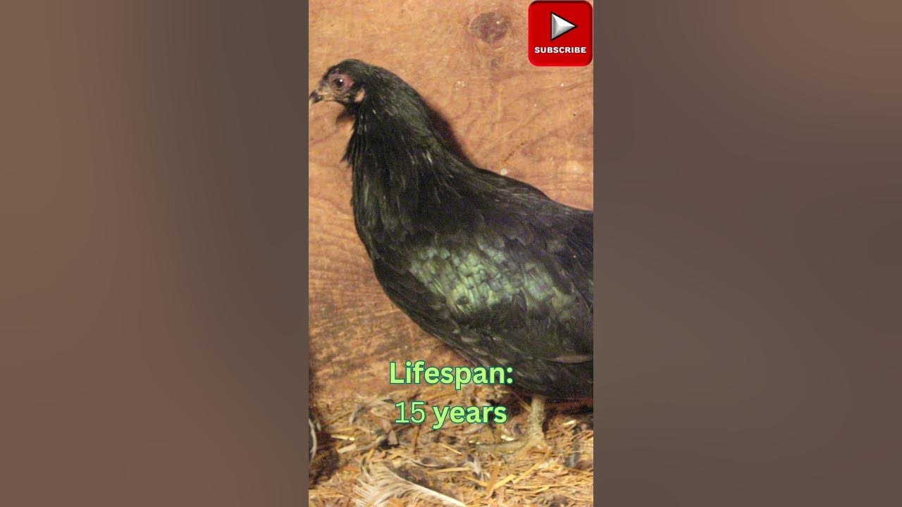 Sumatra Chickens: Size, Eggs, Lifespan, and More! 