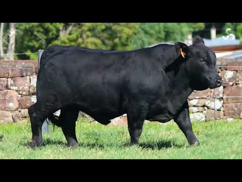 LOTE 46   TAT 1739 M Brangus