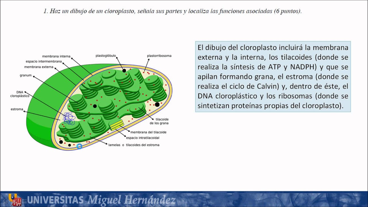 Examen Biología: Julio 2015 - Opción A