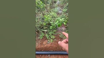 Hệ thống tưới cà phê tự xả, địa hình đồi dốc