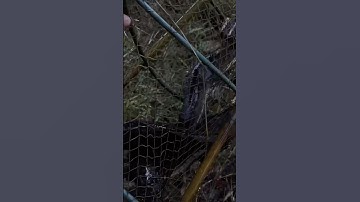 Lần đầu tiên trong đời ,1 cái lờ dính nhiều cá lóc như vậy #fishing